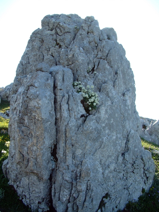 Arabis alpina subsp. caucasica / Arabetta del Caucaso